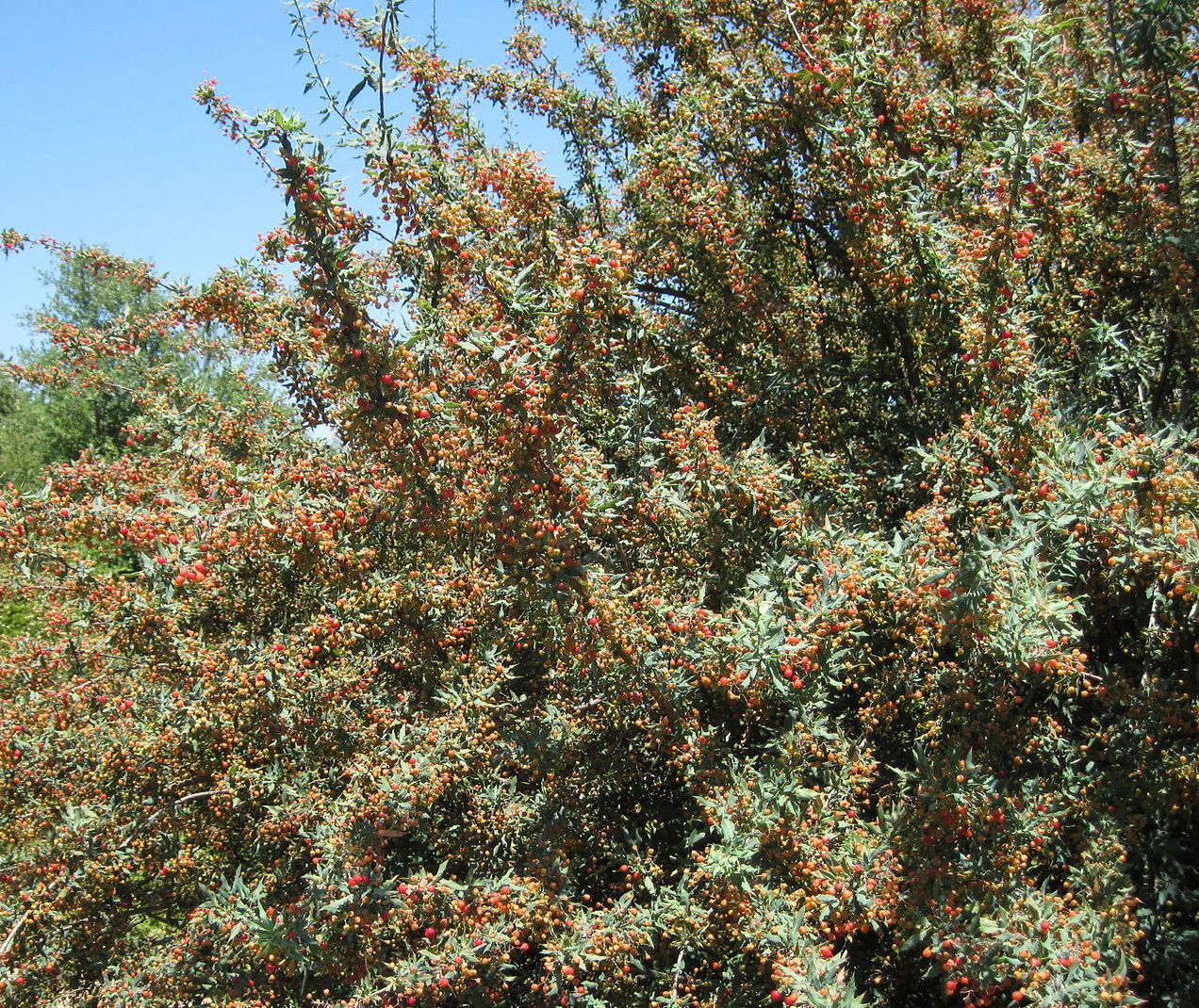Berberis  (Mahonia) nevinii