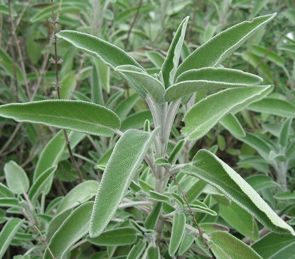 Salvia officinalis (Sage) 'Common'
