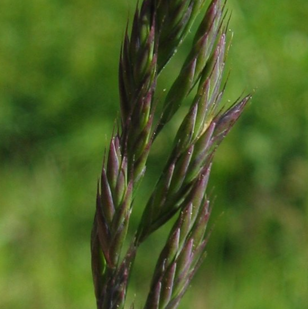 Festuca rubra 'Point Molate'