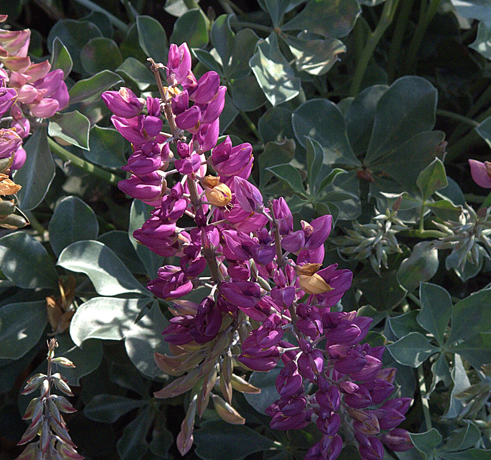 Lupinus sericatus