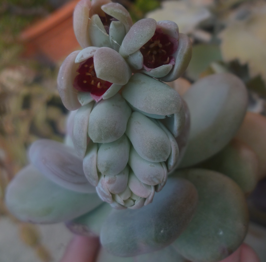 Pachyphytum bracteosum