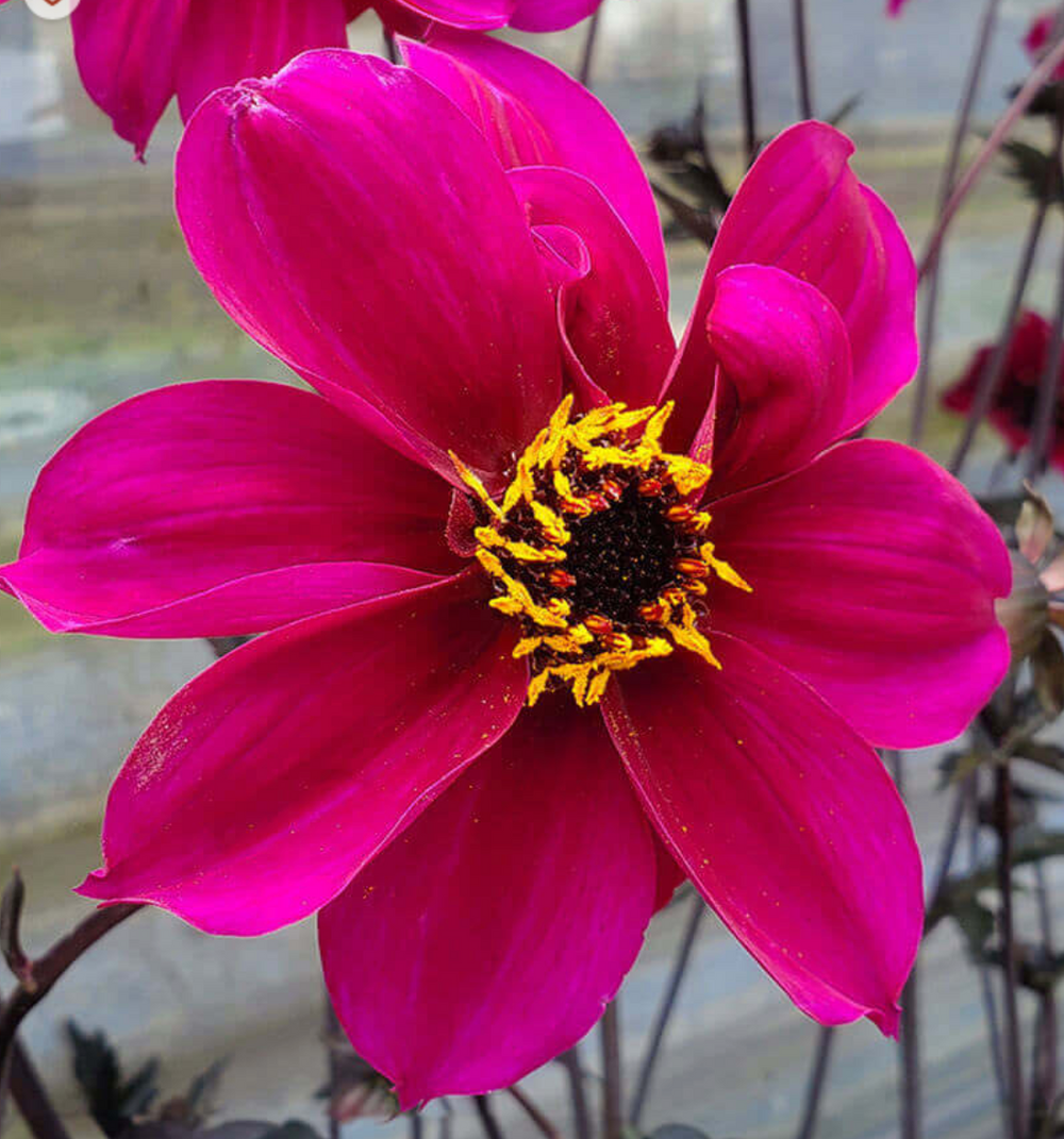 Dahlia 'Mystic Wizard'