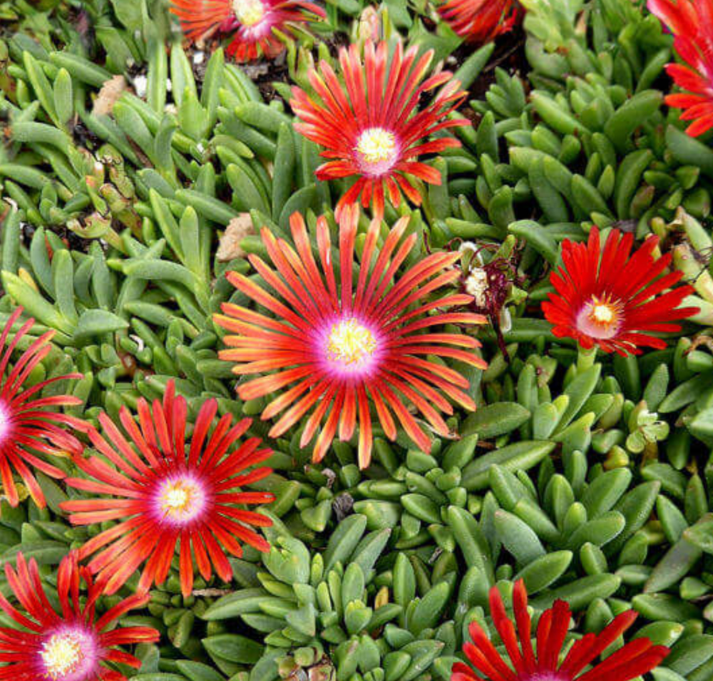 Delosperma 'Red Mountain Flame'