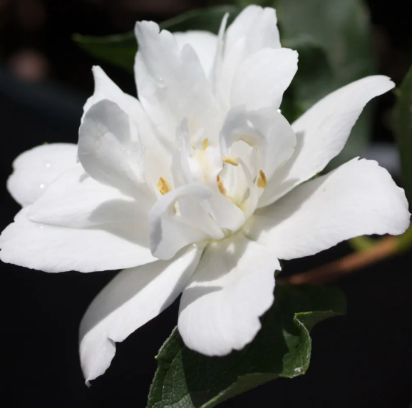 Philadelphus lewisii 'Goose Creek'