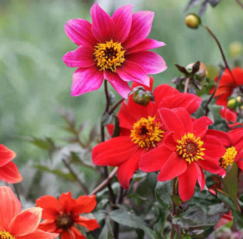 Dahlia hybridum 'Bishop's Children'