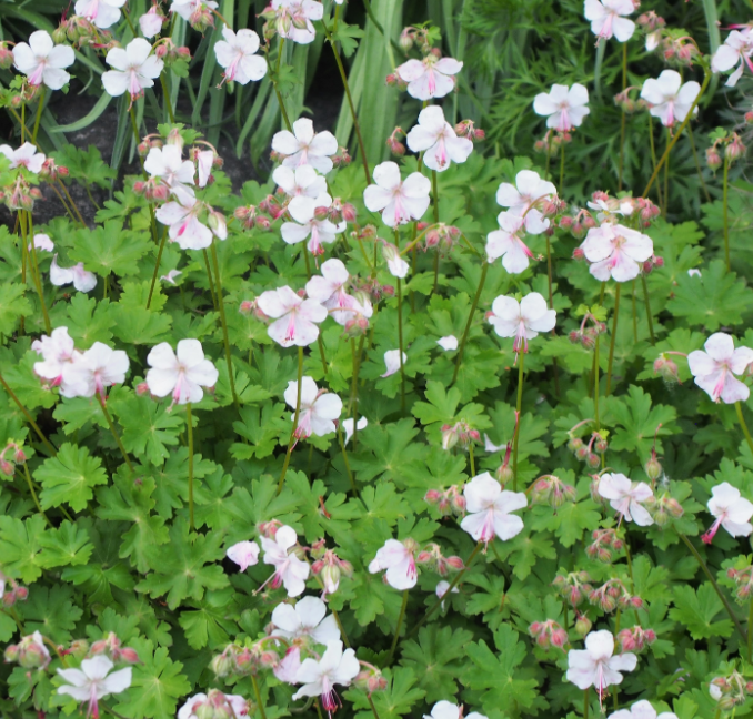 Geranium x cantabrigiense 'Biokovo'