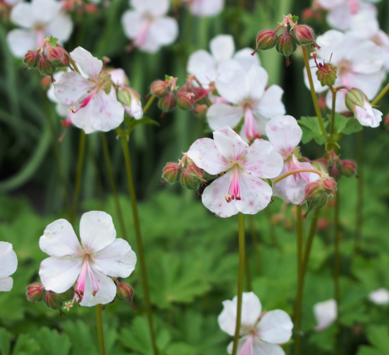Geranium x cantabrigiense 'Biokovo'