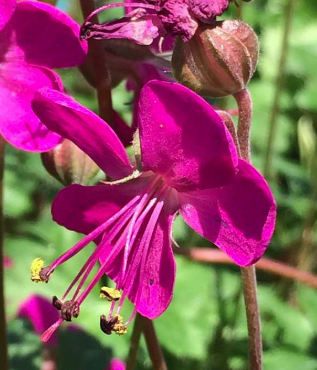 Geranium x cantabrigiense 'Crystal Rose'
