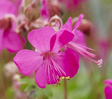 Geranium x cantabrigiense 'Intense' (PPAF)