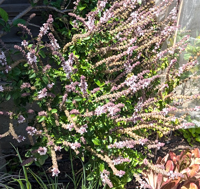 Basil (Ocimum kilimandscharicum) 'African Blue'