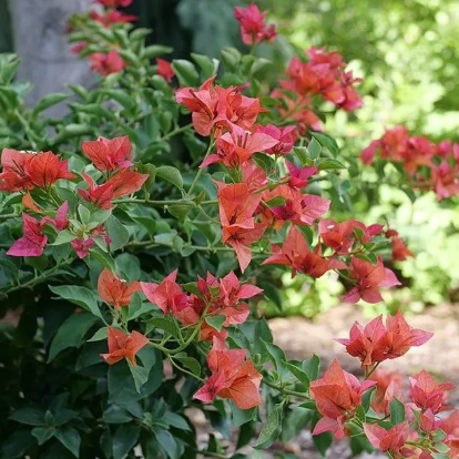 Fuchsia 'Mendonoma Belle'