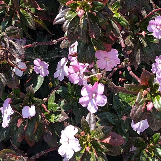 Impatiens sodenii 'Robert the Red'