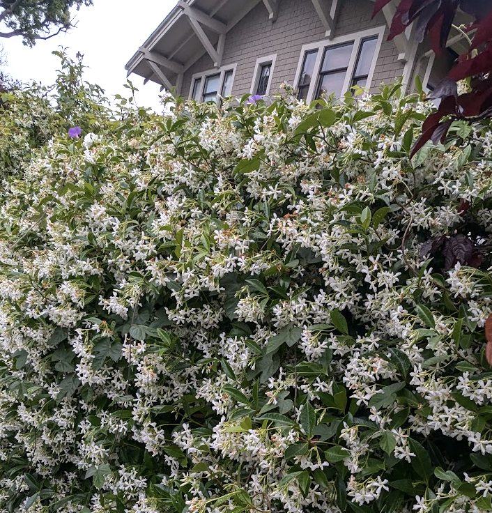 Trachelospermum jasminoides