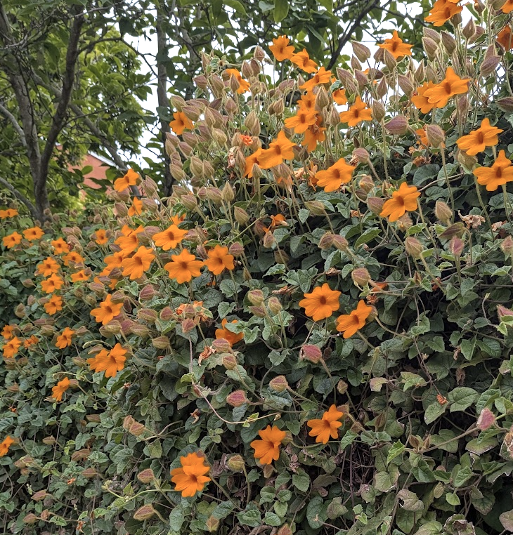 Thunbergia gregorii