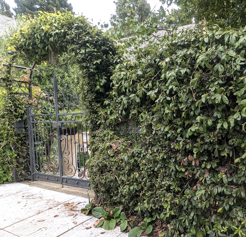 Ficus pumila (Ficus repens)