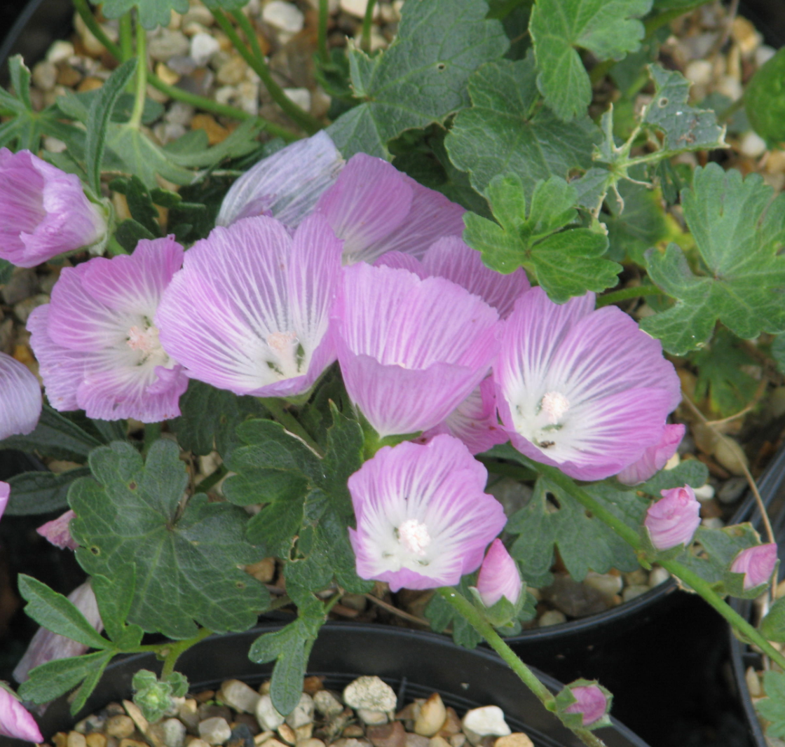Sidalcea malviflora