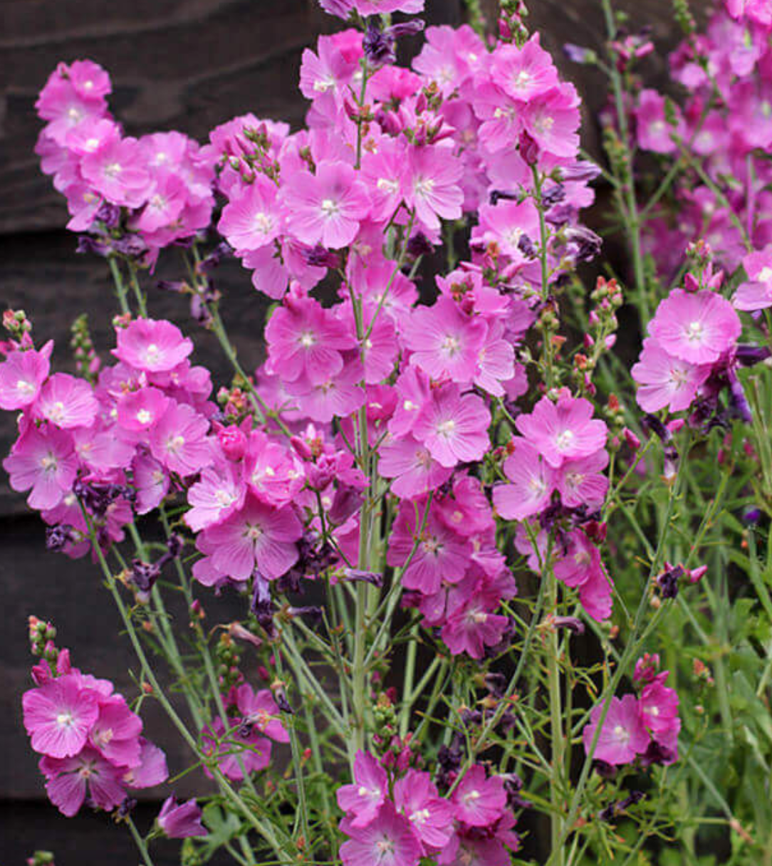 Sidalcea malviflora 'Purpetta'