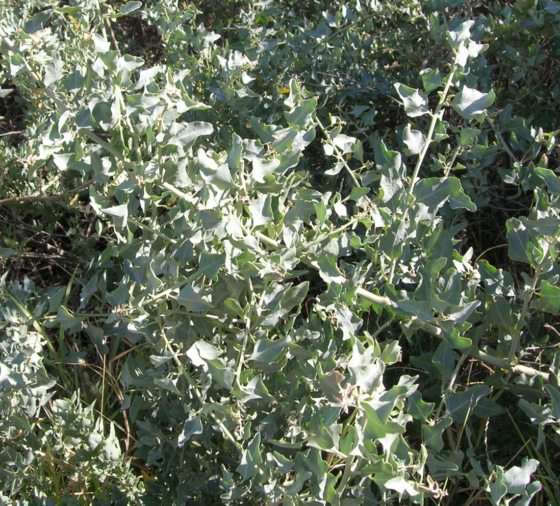 Atriplex lentiformis