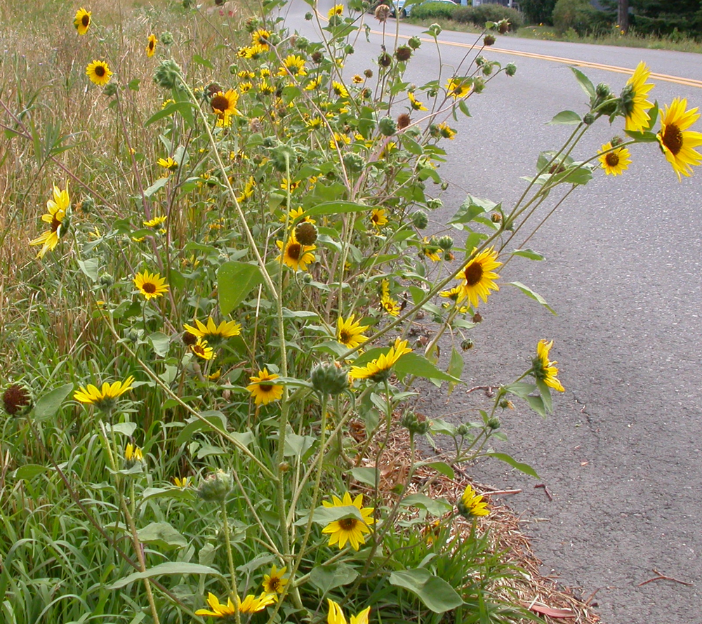Helianthus annuus