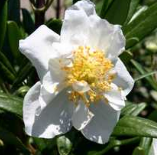 Carpenteria californica 'Elizabeth'