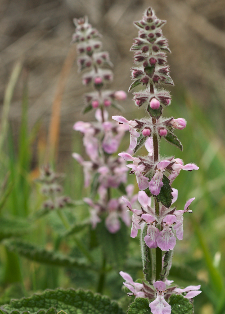 Stachys ajugoides var. rigida