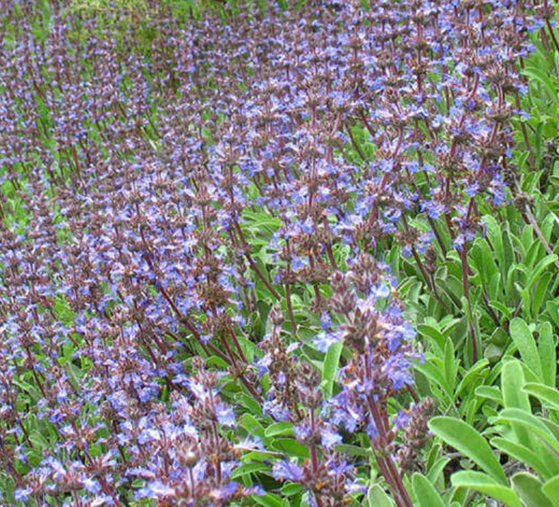 Salvia sonomensis x mellifera 'Mrs. Beard'