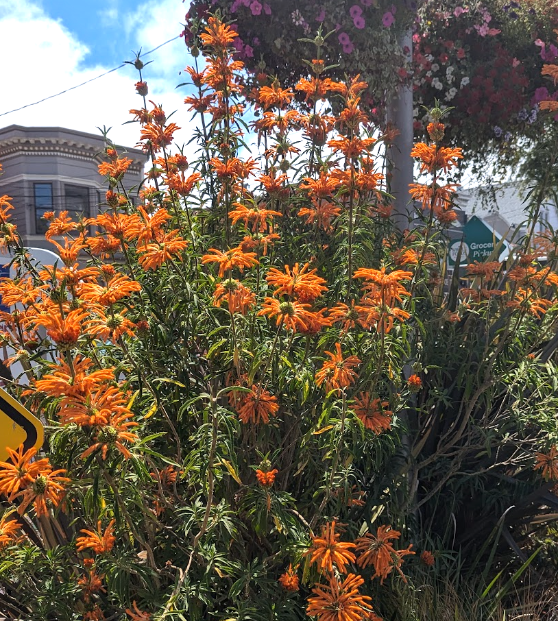 Leonotis leonurus