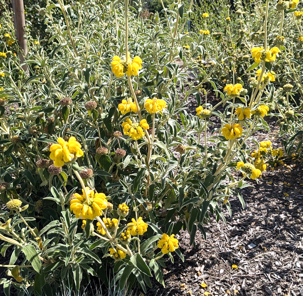 Phlomis fruticosa