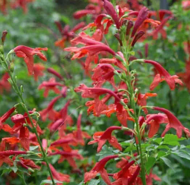 Tecomaria capensis 'Cape Town Red'