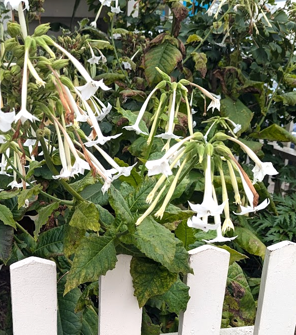 Nicotiana sylvestris 'Only the Lonely'