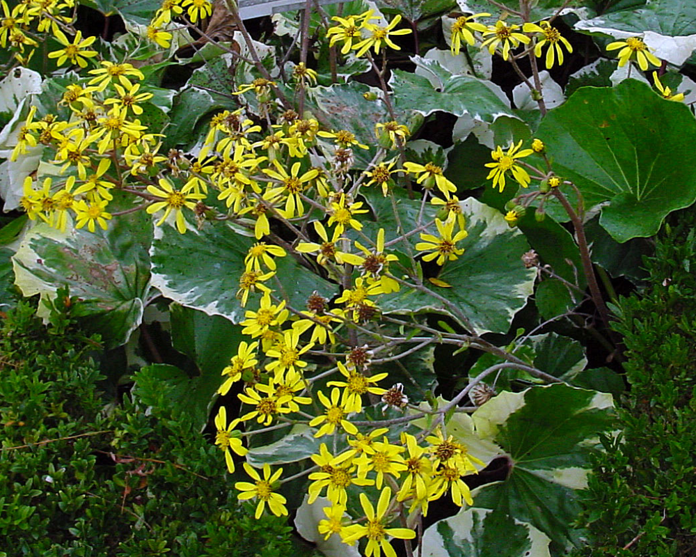 Ligularia tussilaginea 'Argentea'