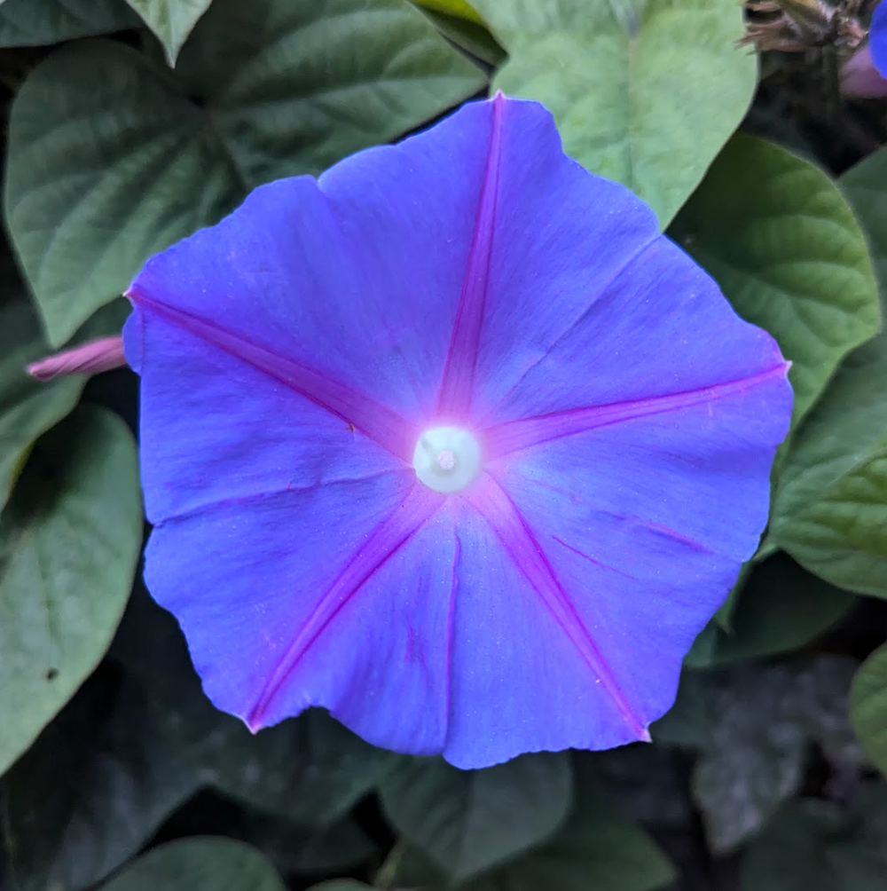 Ipomoea acuminata (indica) 'Daybreak'