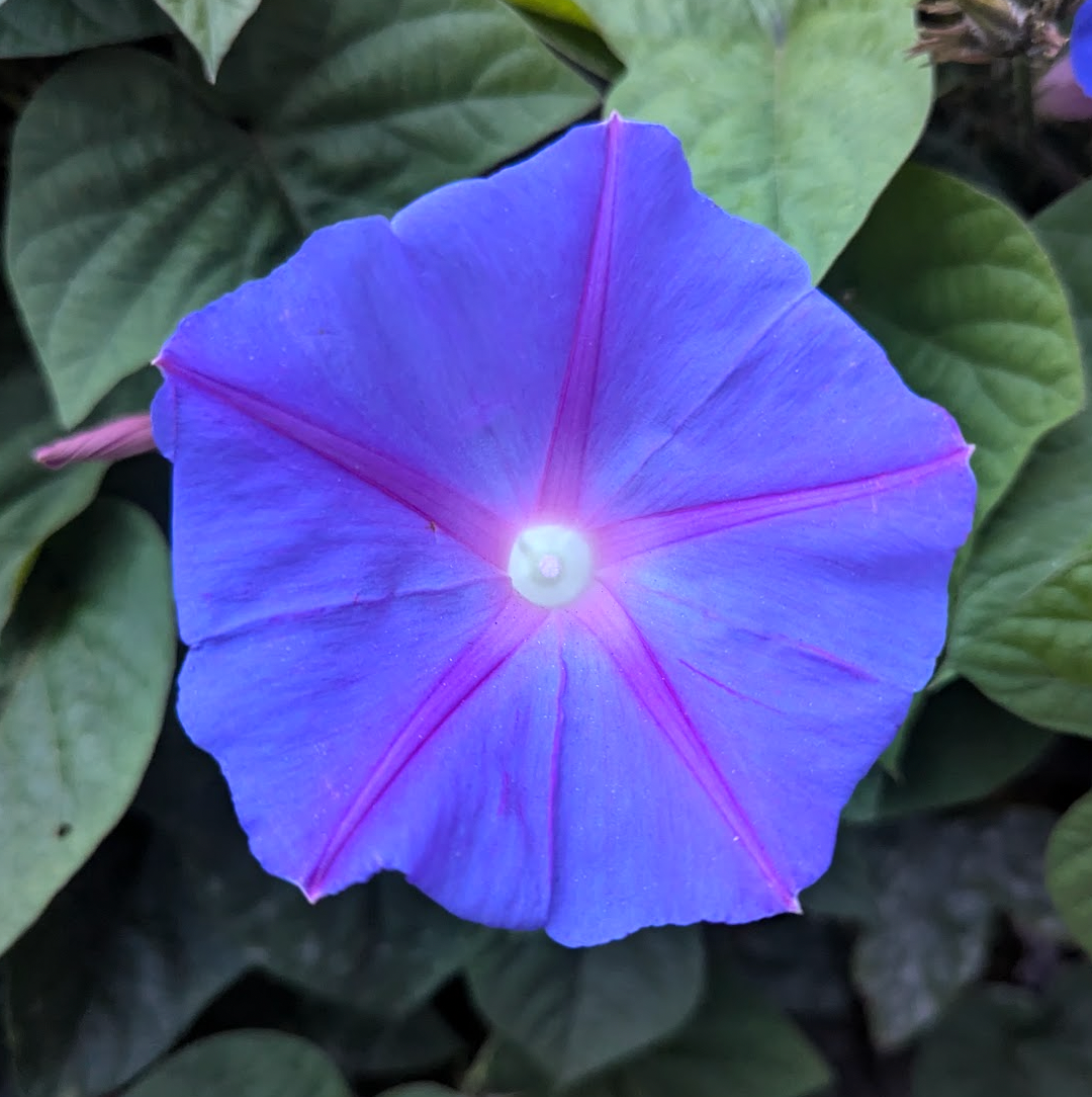 Ipomoea acuminata (indica) 'Daybreak'