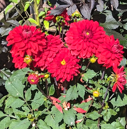 Dahlia 'Zorro'