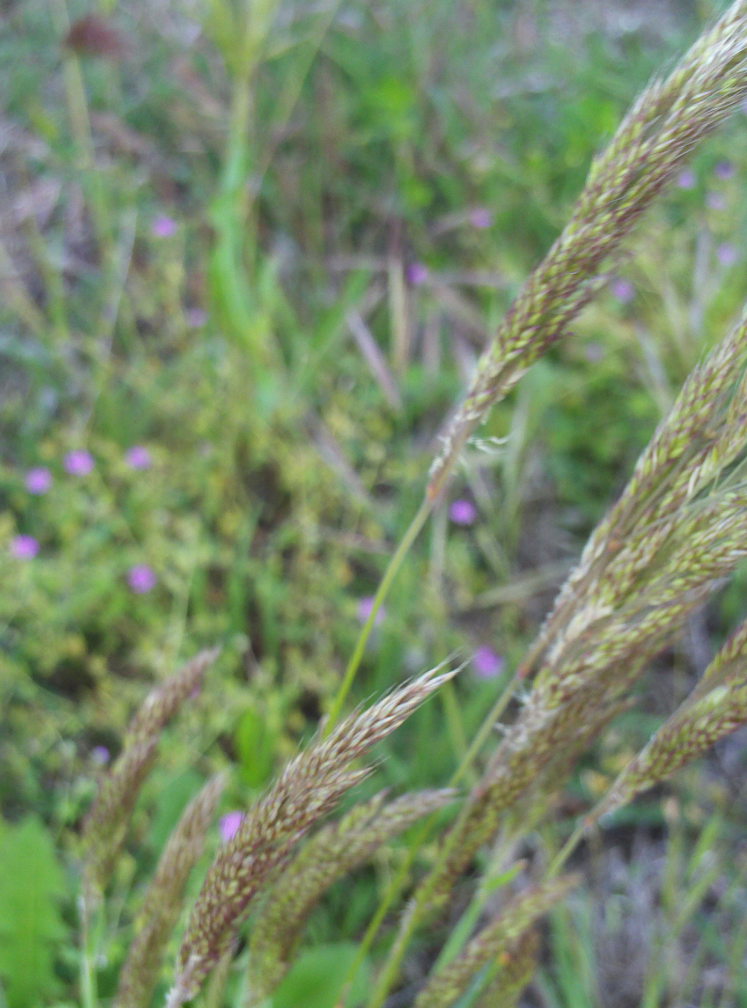 Deschampsia cespitosa
