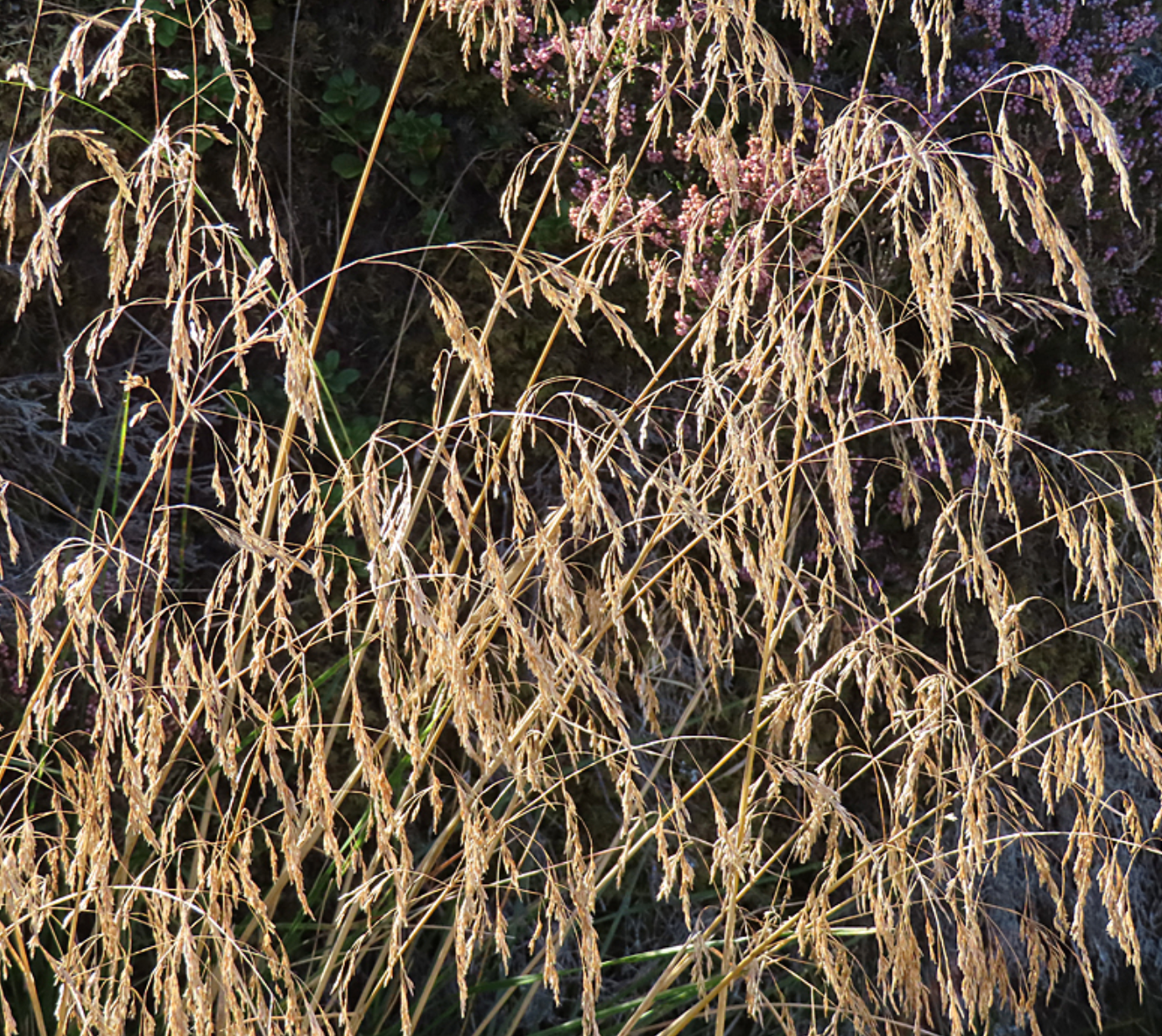 Deschampsia cespitosa