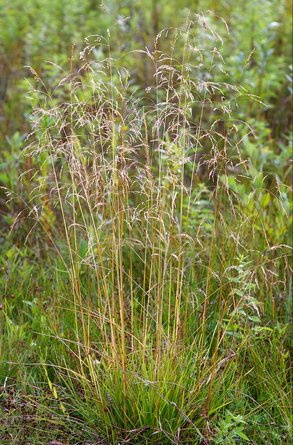 Deschampsia cespitosa