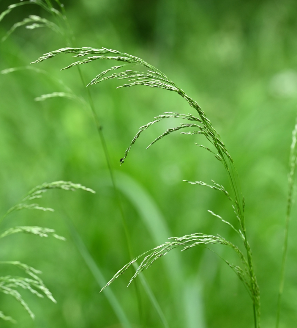 Deschampsia cespitosa