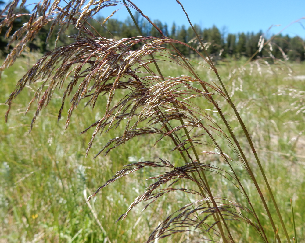 Deschampsia cespitosa