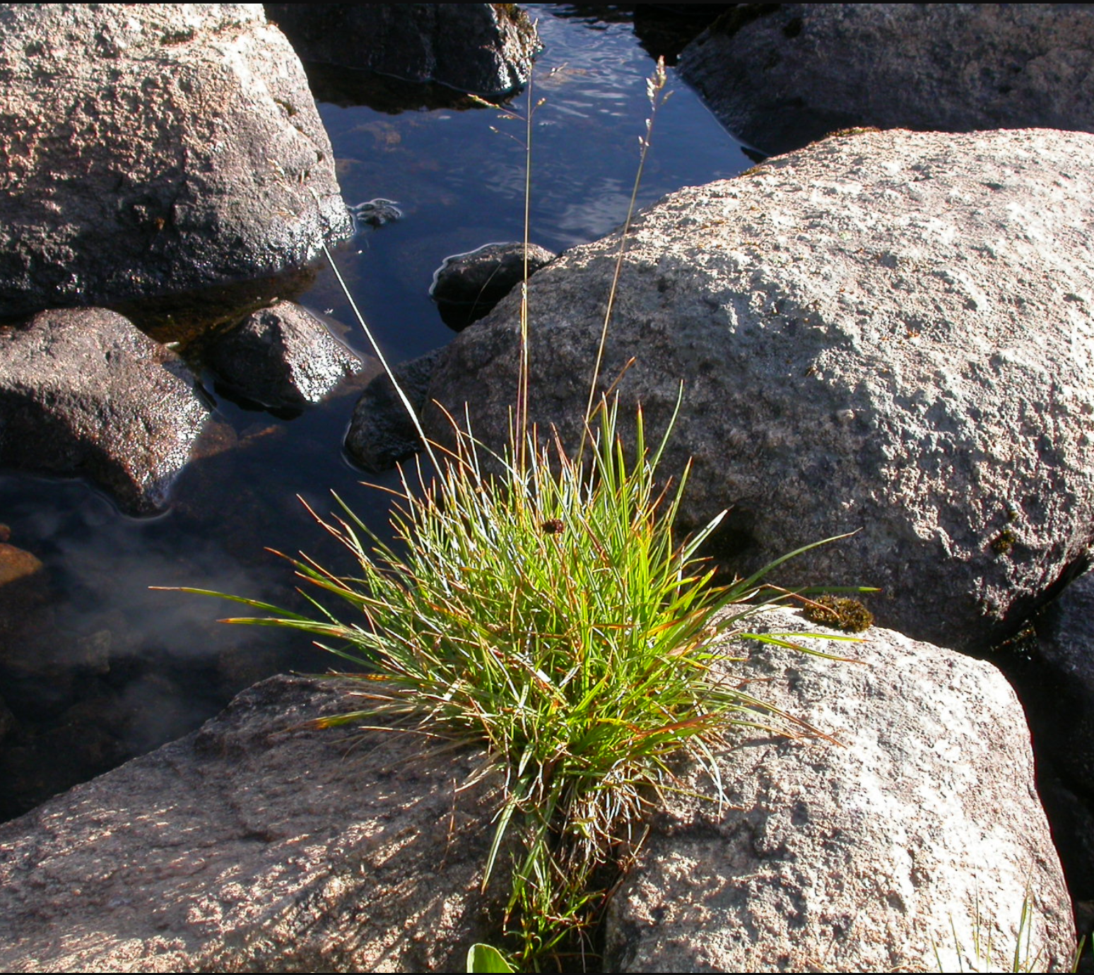 Deschampsia cespitosa