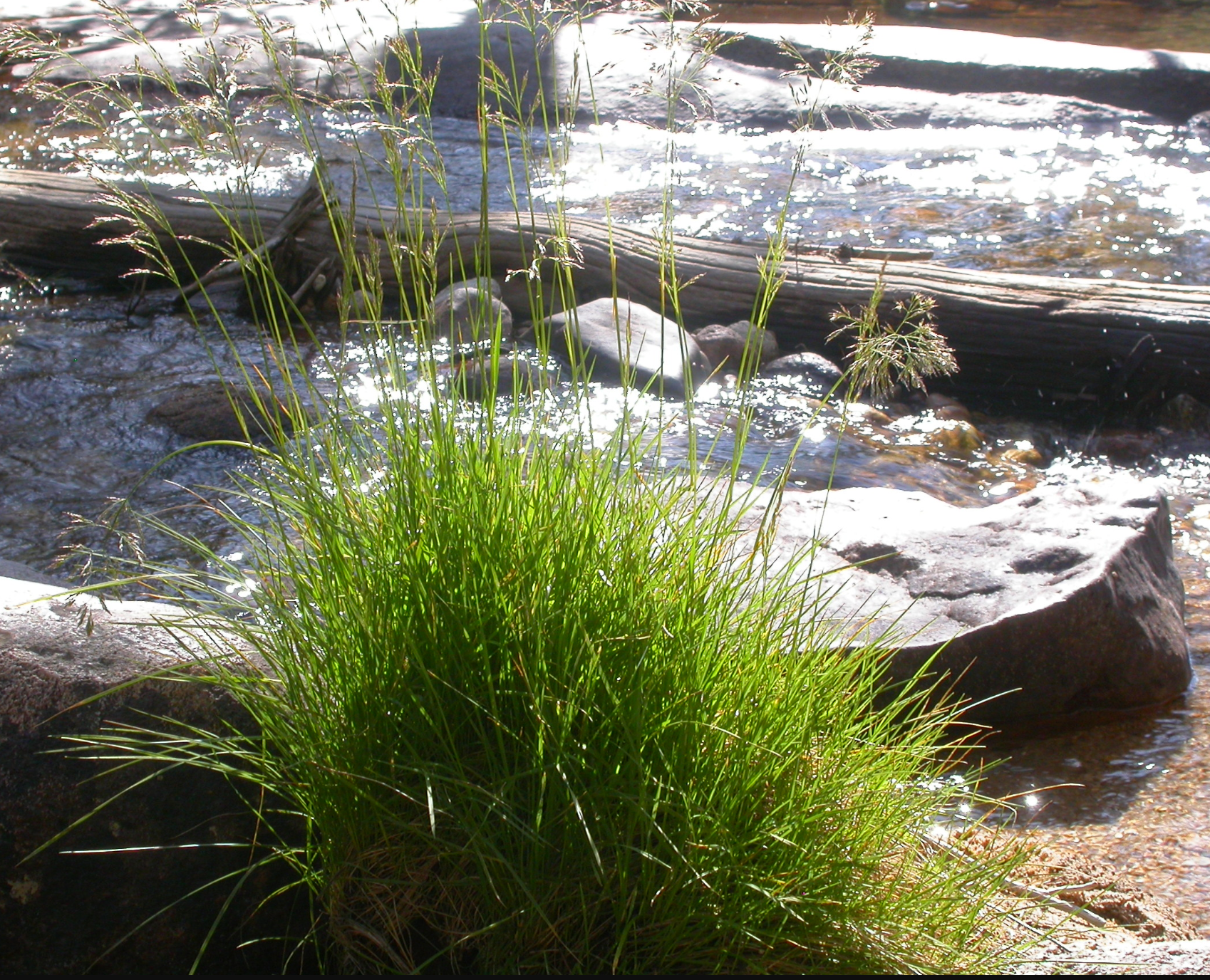 Deschampsia cespitosa