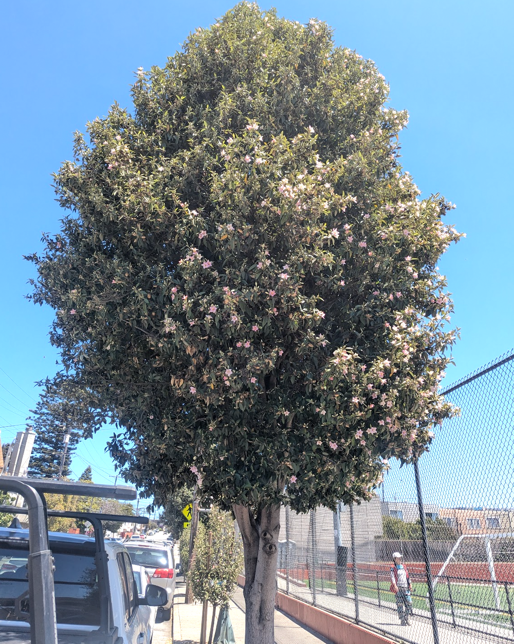 Lagunaria patersonii