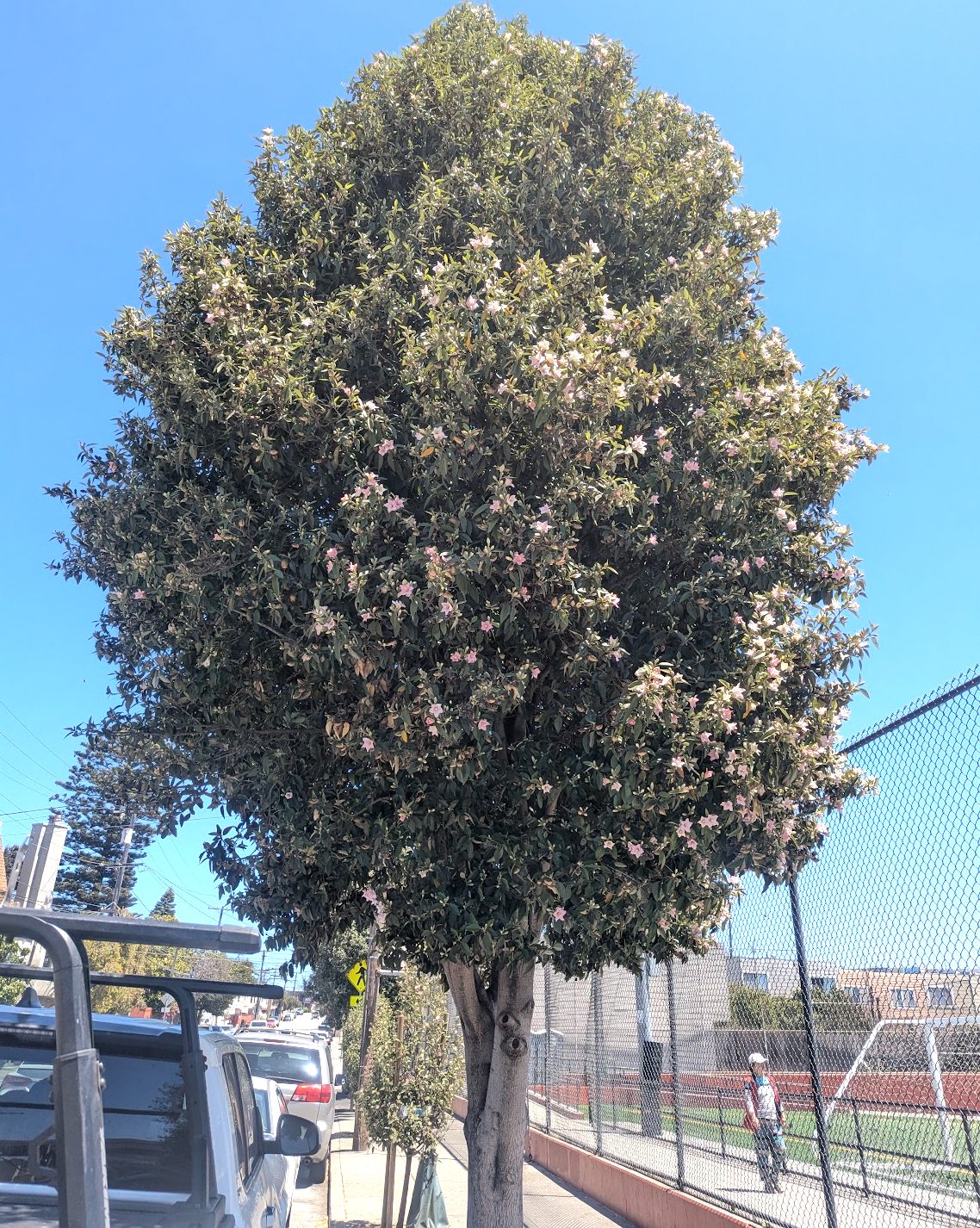 Lagunaria patersonii