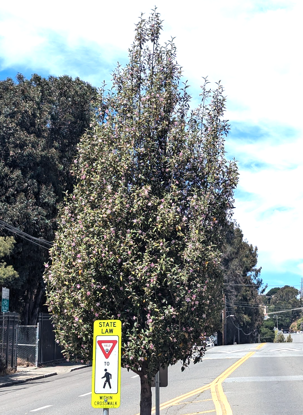 Lagunaria patersonii