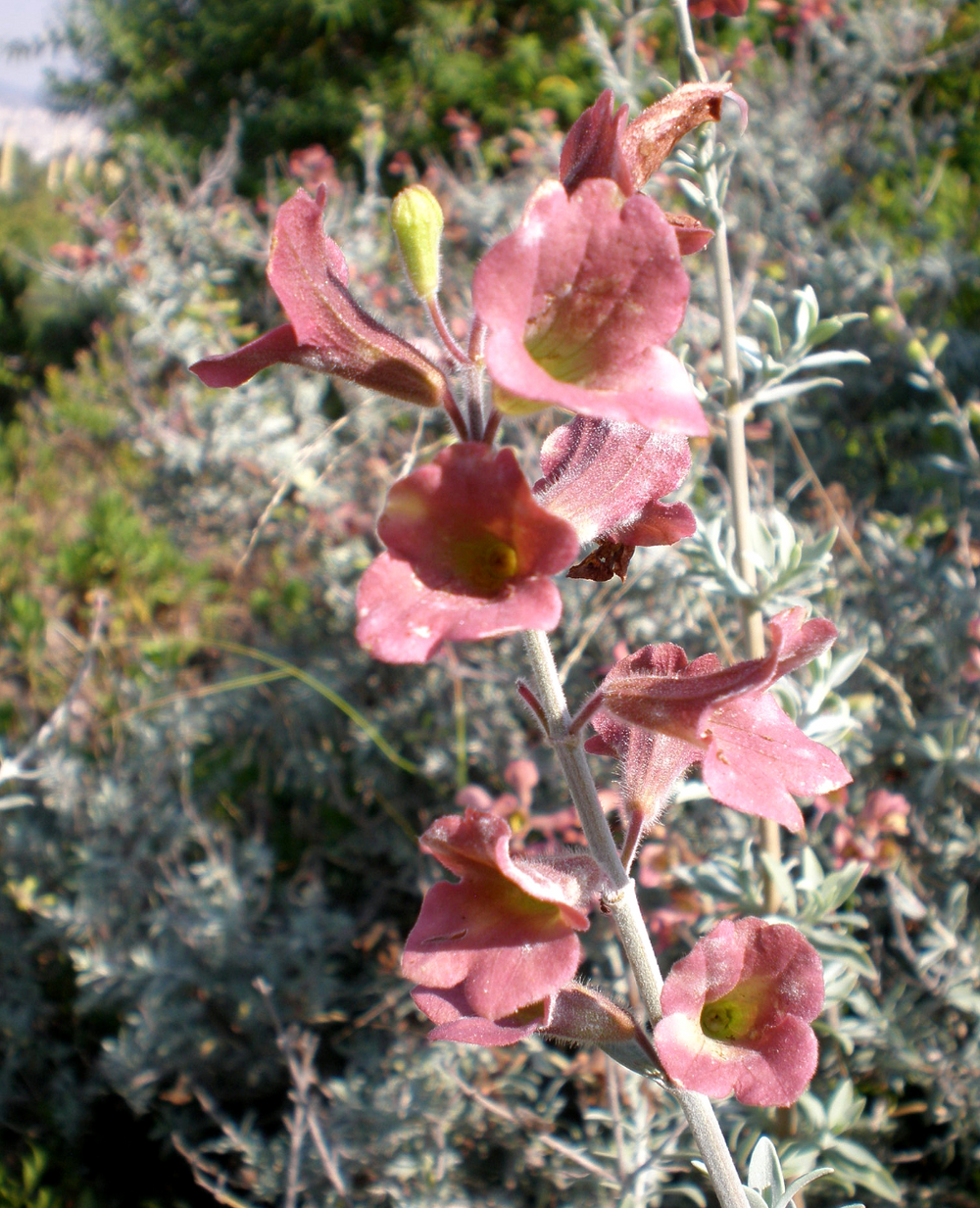Salvia lanceolata