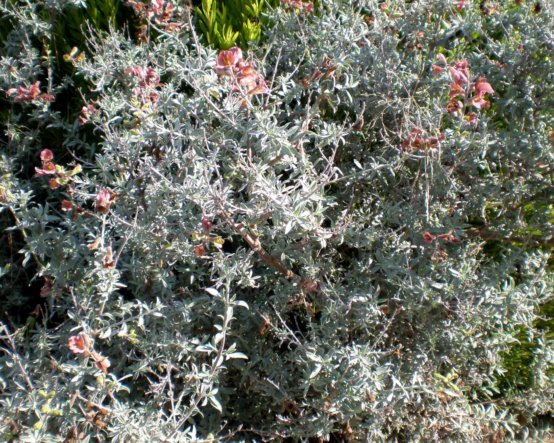Salvia lanceolata