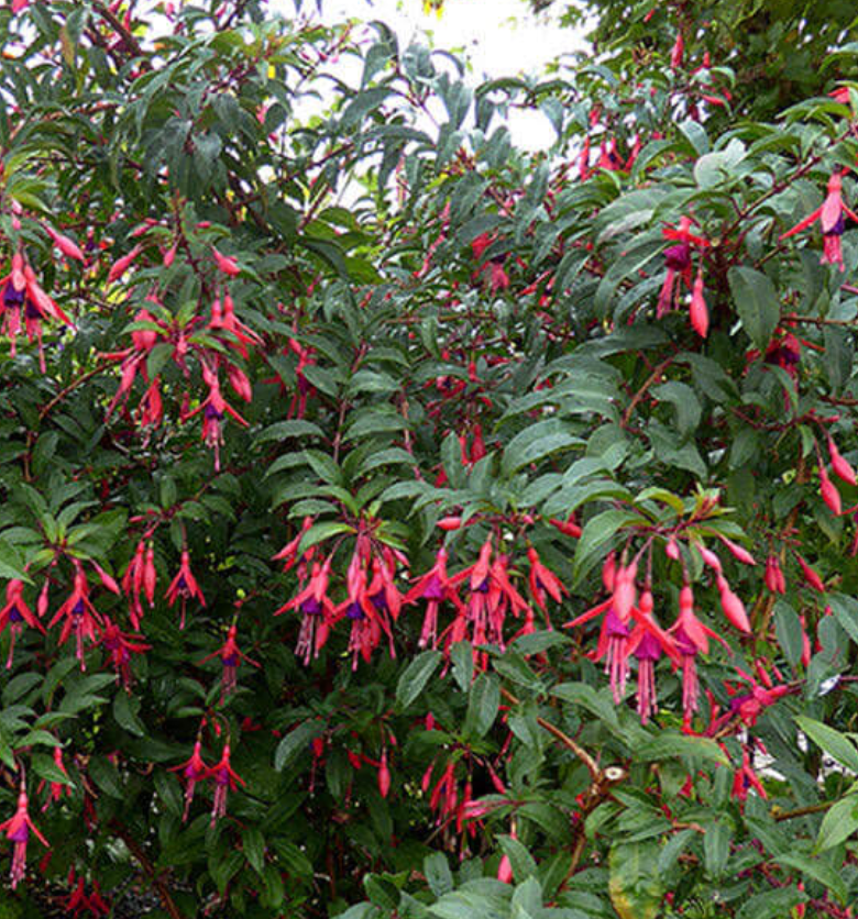 Fuchsia 'Mendonoma Belle'