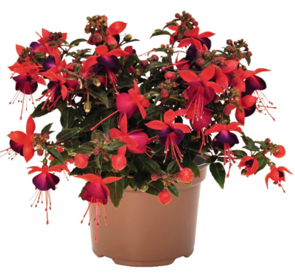 Fuchsia Jollies 'Nantes'