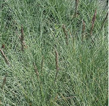 Festuca rubra 'Patrick's Point'