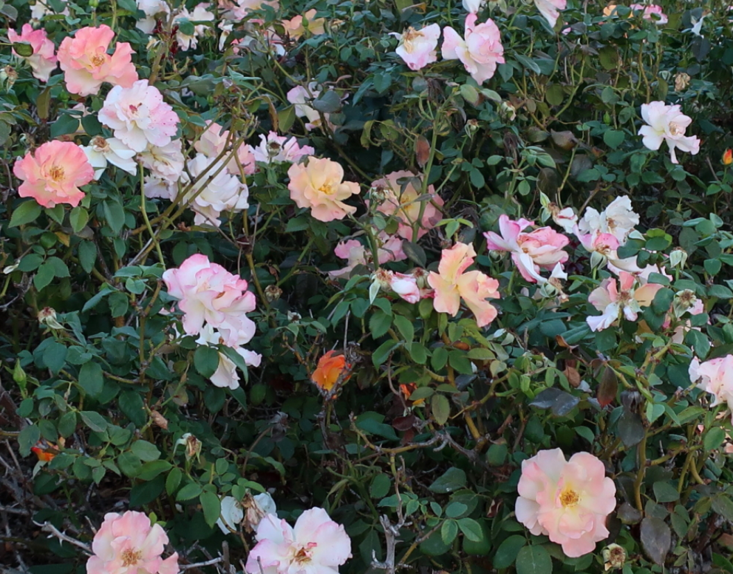 Rosa (Rose) 'Flower Carpet®' Amber